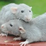 Дератизация - уничтожение мышей и крыс ЗАО
